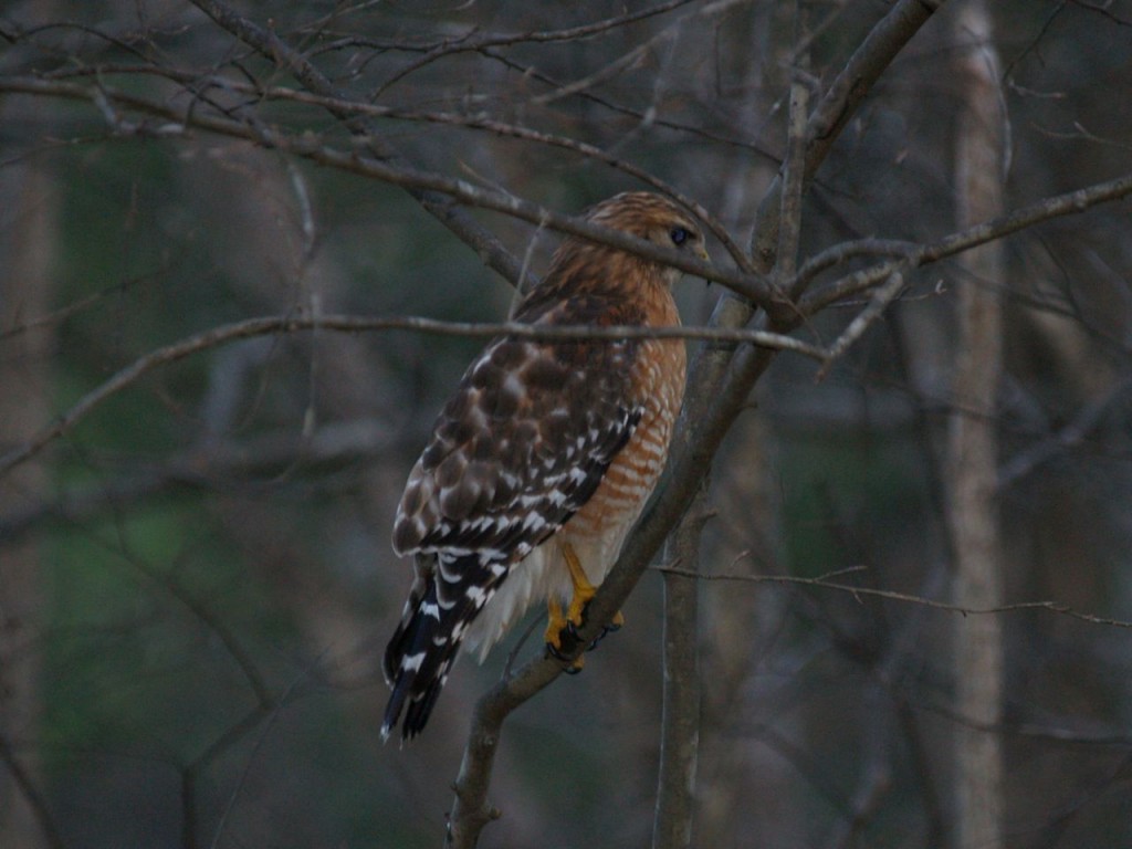Red-shouldered Hawk, Chapel Hill, North Carolina, USA, February 27, 2007