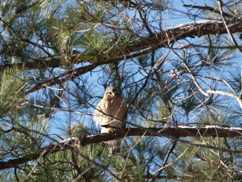 Red-shouldered Hawk, Chapel Hill, North Carolina, USA, January 21, 2009