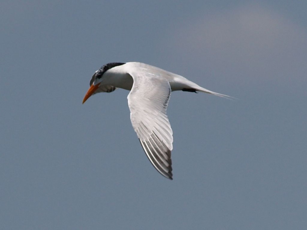 Royal Tern, Pea Island Wildlife Refuge, Hatteras Island, North Carolina, USA, June 28, 2008