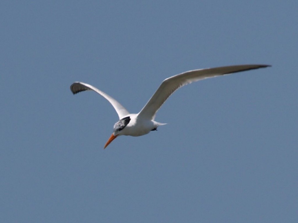 Royal Tern, Pea Island Wildlife Refuge, Hatteras Island, North Carolina, USA, June 28, 2008