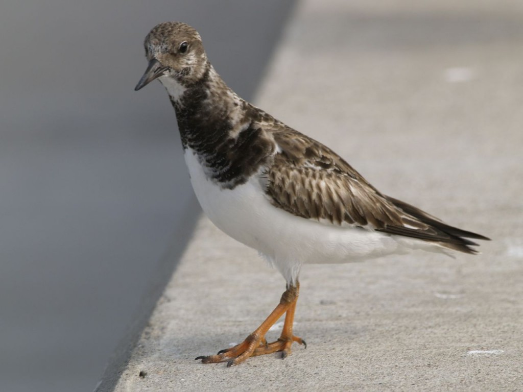 Ruddy Turnstone (nonbreeding), Rockport, Texas, USA, December 27, 2008