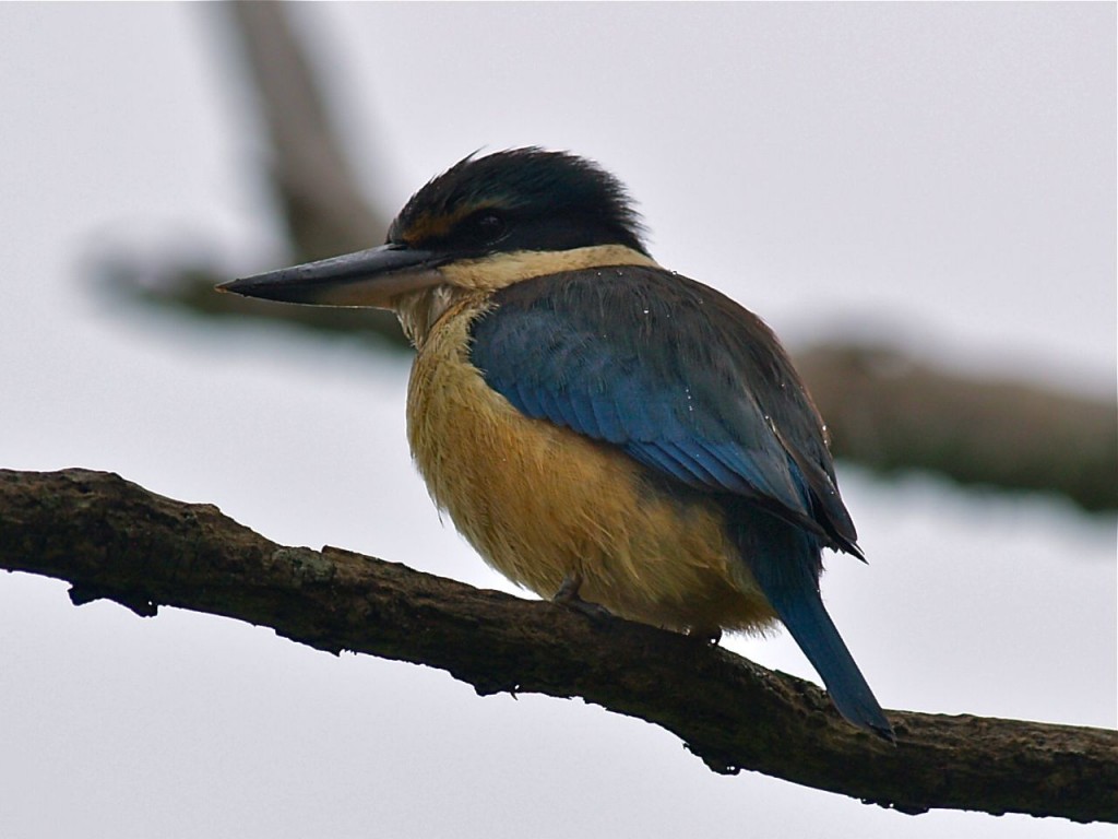 Sacred Kingfisher, Auckland, Auckland, New Zealand, September 30, 2010