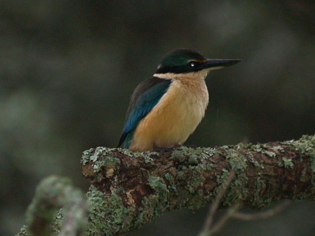 Sacred Kingfisher, Auckland, Auckland, New Zealand, September 30, 2010