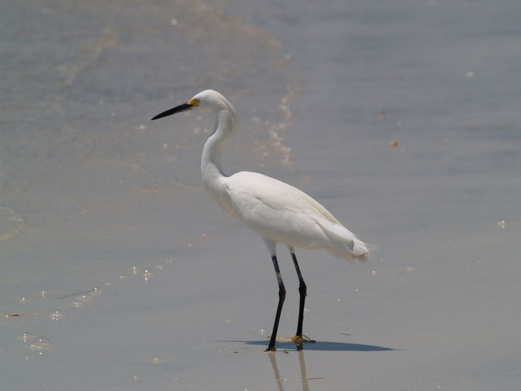 Snowy Egret, Caladesi Island State Park, Dunedin, Florida, USA, June 30, 2012