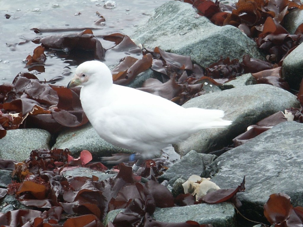 Snowy Sheathbill, Hydrurga Island, Antarctica, January 3, 2002