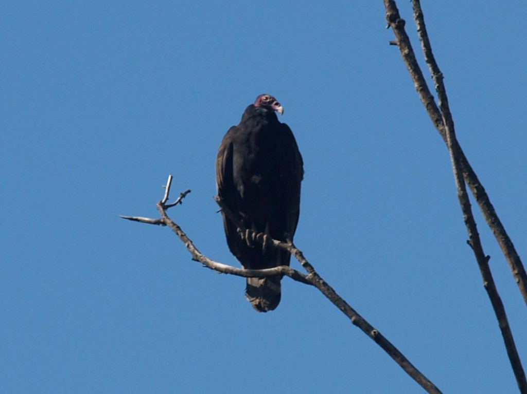 Turkey Vulture, Chapel Hill, North Carolina, USA, November 1, 2008