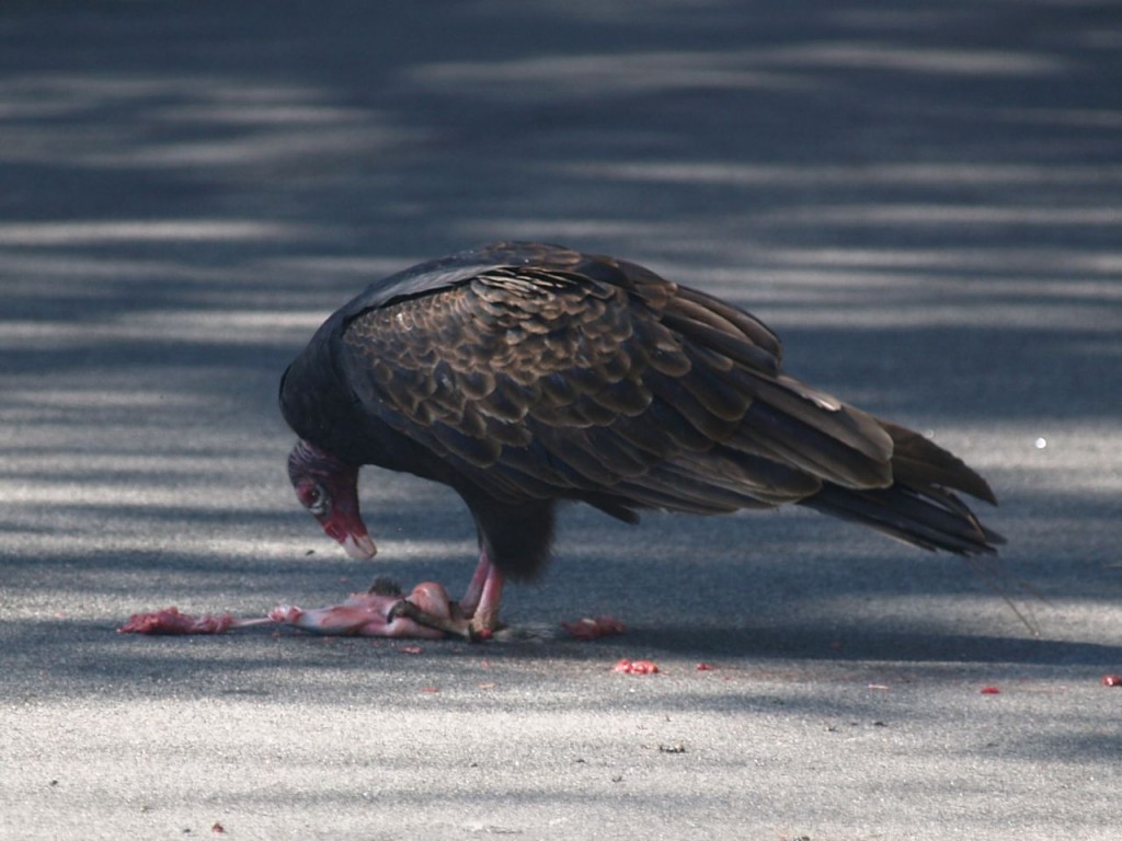 Turkey Vulture, Chapel Hill, North Carolina, USA, November 1, 2008