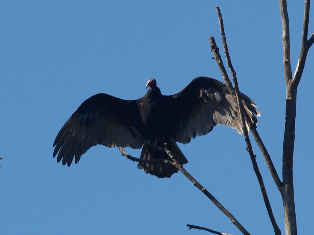 Turkey Vulture, Chapel Hill, North Carolina, USA, November 1, 2008