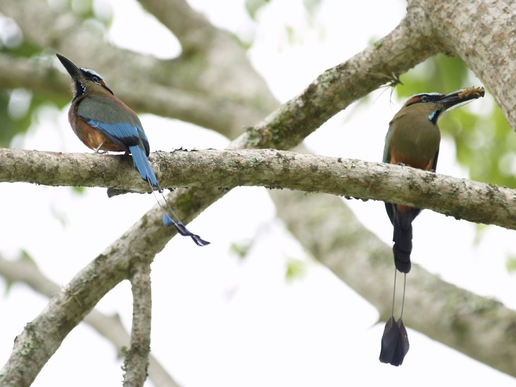 Turquoise-Browed Motmot, Copán Ruinas, Copán Department of western Honduras, Honduras, May 26, 2008