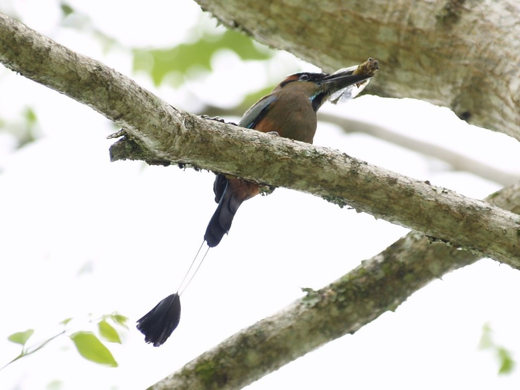 Turquoise-Browed Motmot, Copán Ruinas, Copán Department of western Honduras, Honduras, May 26, 2008