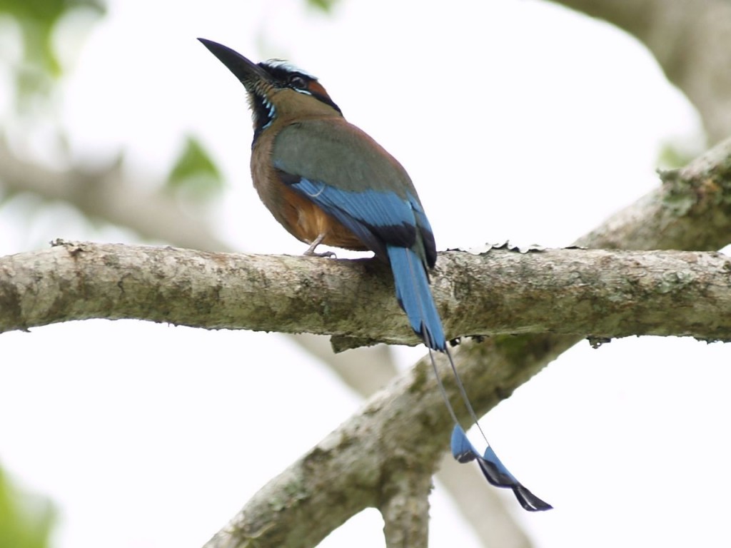 Turquoise-Browed Motmot, Copán Ruinas, Copán Department of western Honduras, Honduras, May 26, 2008