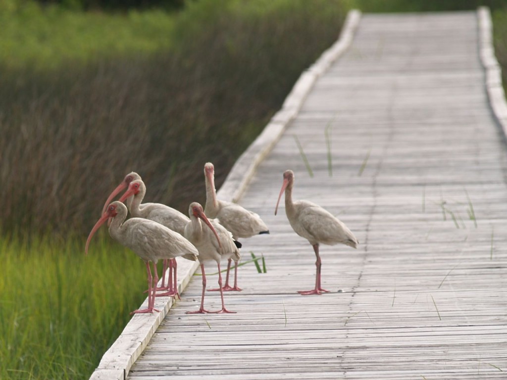 White Ibises, Ft. Fisher State Recreation Area, Kure Beach, North Carolina, USA, July 8, 2009