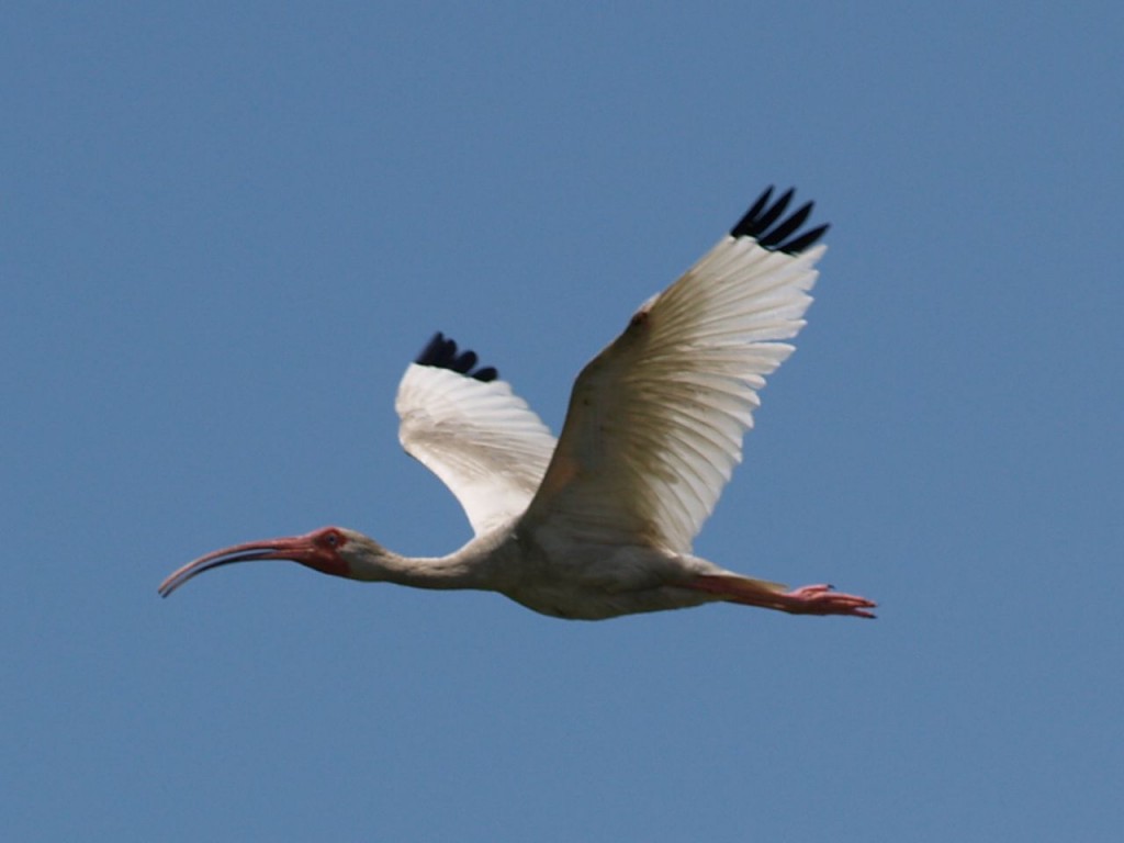 White Ibis, Pea Island Wildlife Refuge, Hatteras Island, North Carolina, USA, June 28, 2008