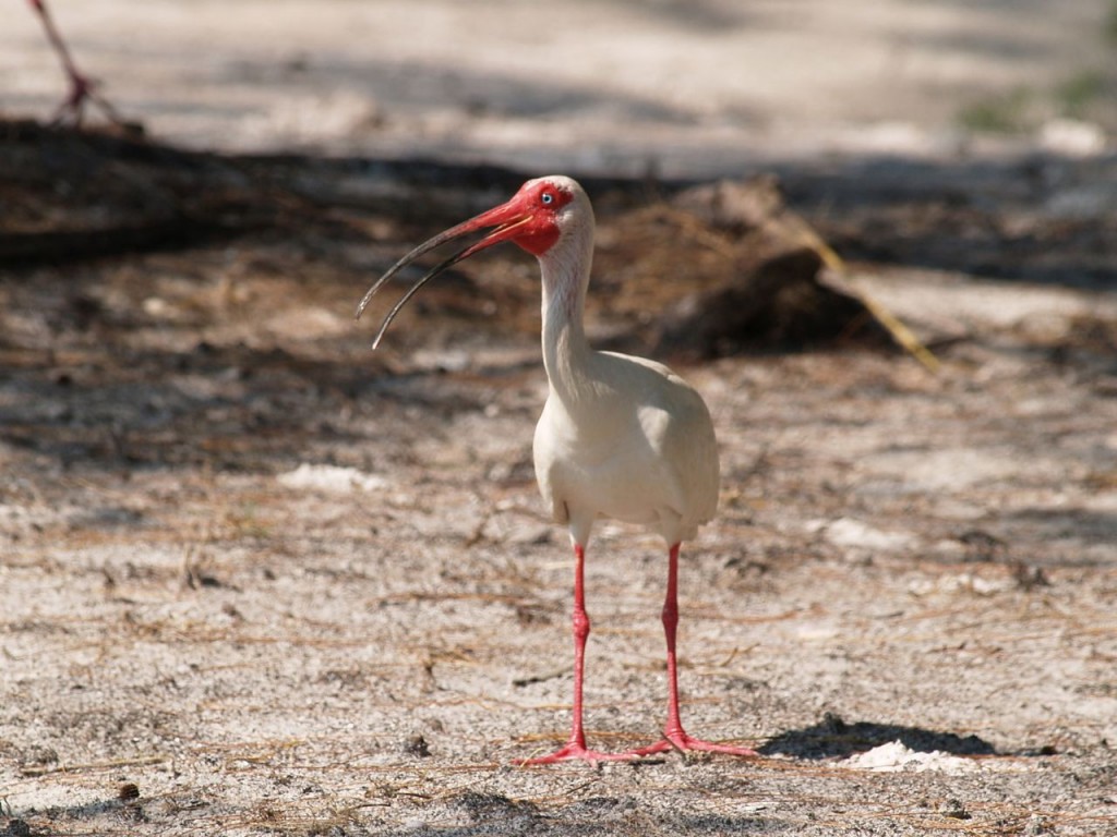 White Ibis, Ft. De Soto, St. Petersburg, Florida, USA, June 29, 2012