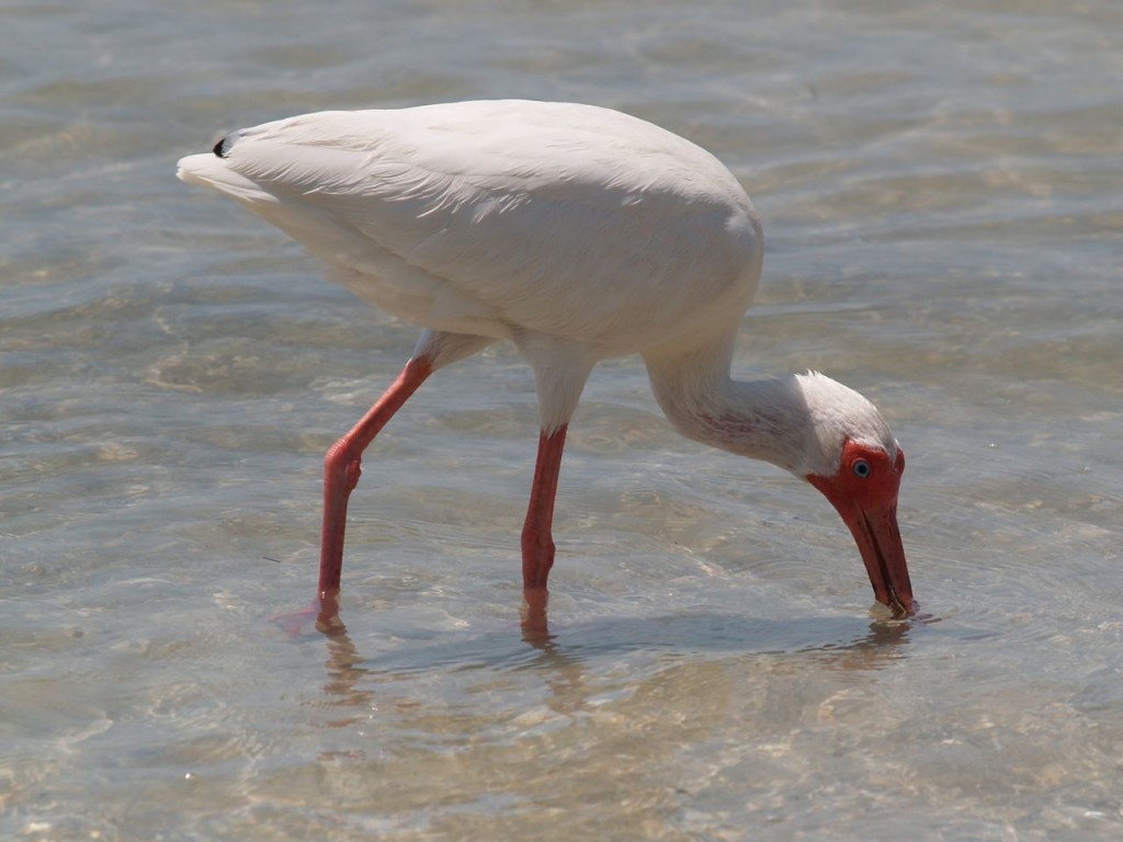 White Ibis, Caladesi Island State Park, Dunedin, Florida, USA, June 30, 2012