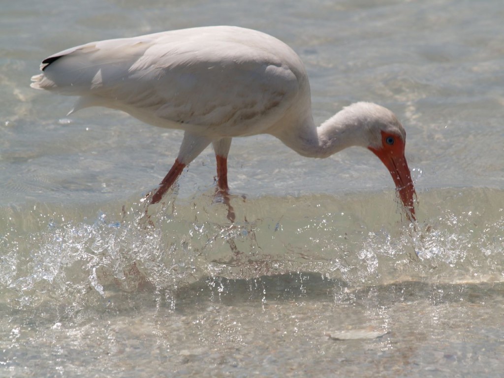 White Ibis, Caladesi Island State Park, Dunedin, Florida, USA, June 30, 2012