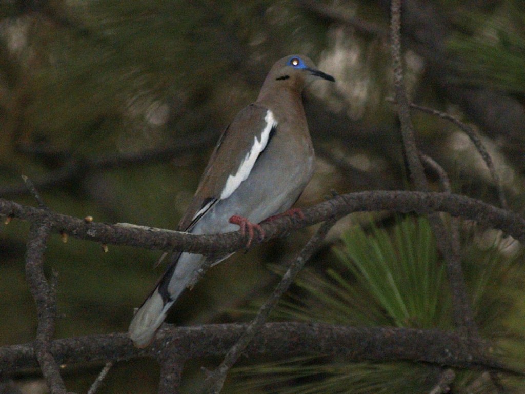 White-winged Dove, El Progreso, Yoro, Honduras, May 21, 2008
