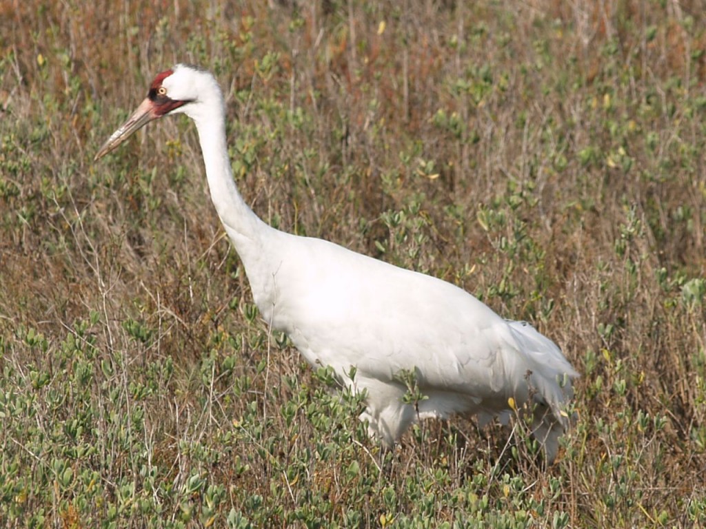 Whooping Crane, Aransas National Wildlife Refuge, Austwell, Texas, USA, December 27, 2008