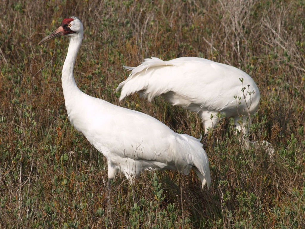 Whooping Crane, Aransas National Wildlife Refuge, Austwell, Texas, USA, December 27, 2008