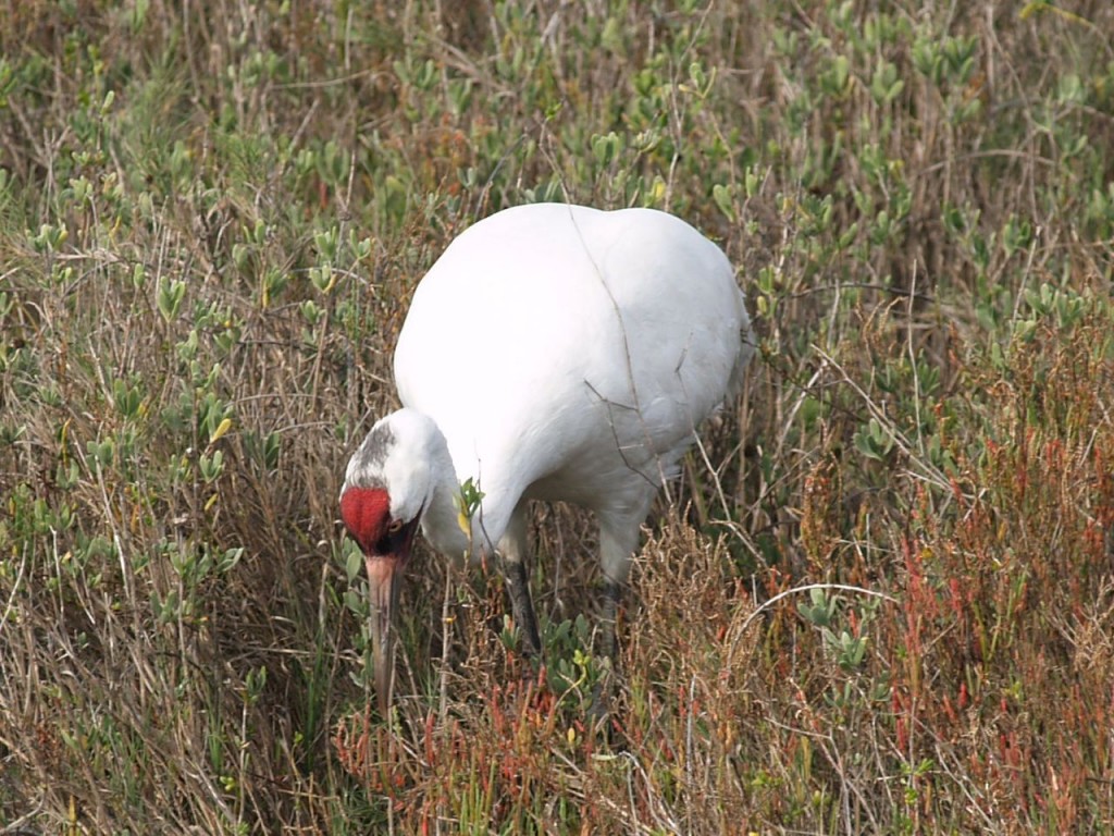 Whooping Crane, Aransas National Wildlife Refuge, Austwell, Texas, USA, December 27, 2008