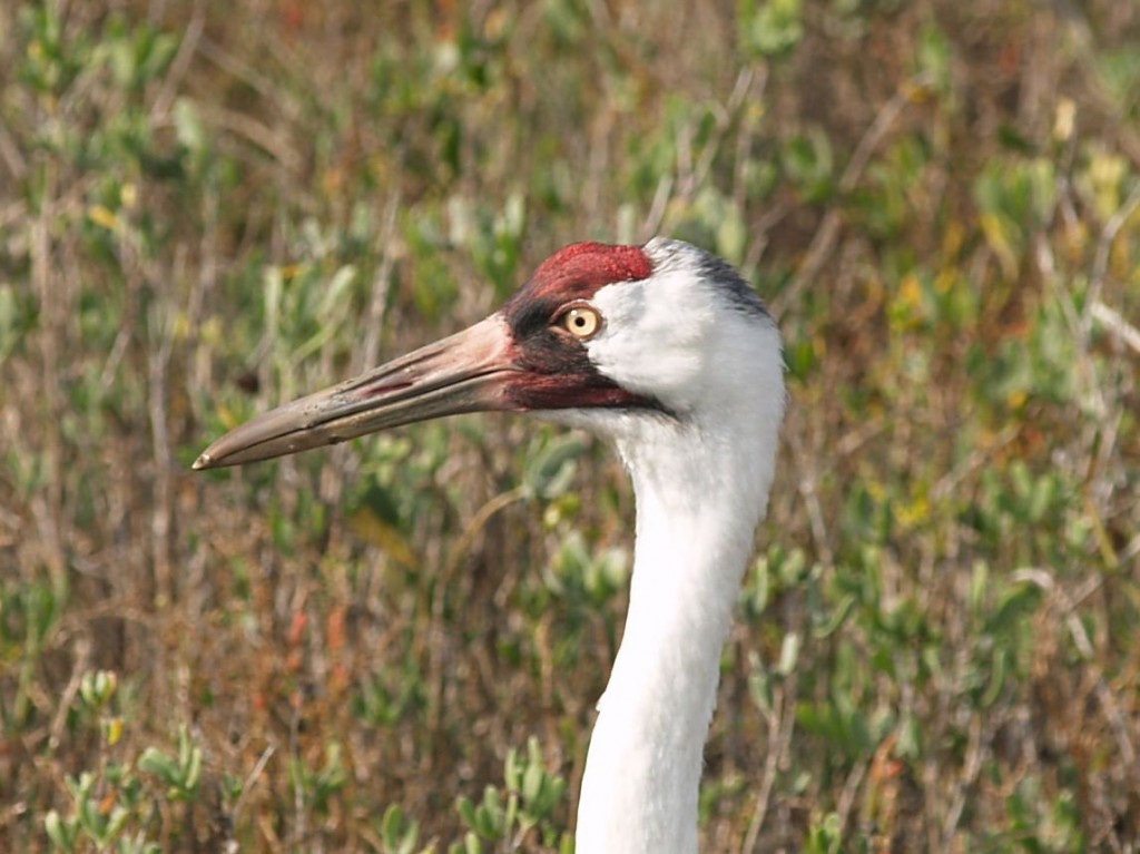 Whooping Crane, Aransas National Wildlife Refuge, Austwell, Texas, USA, December 27, 2008