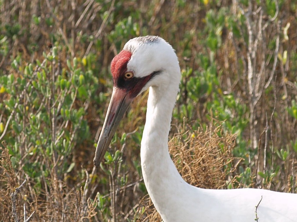 Whooping Crane, Aransas National Wildlife Refuge, Austwell, Texas, USA, December 27, 2008