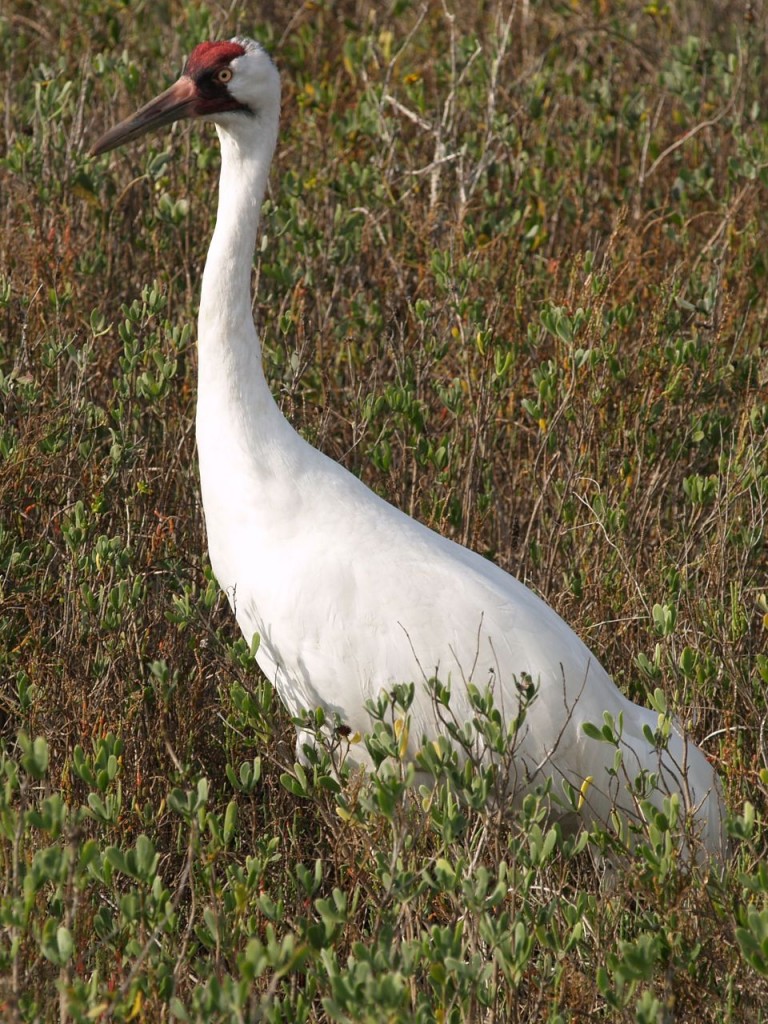 Whooping Crane, Aransas National Wildlife Refuge, Austwell, Texas, USA, December 27, 2008