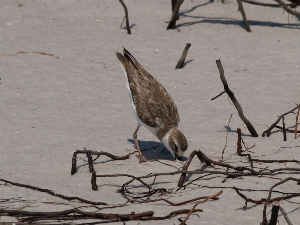 Wilson's Plover, Ft. De Soto, St. Petersburg, Florida, USA, June 29, 2012