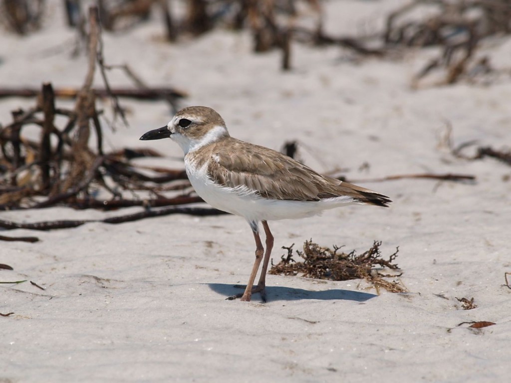 Wilson's Plover, Ft. De Soto, St. Petersburg, Florida, USA, June 29, 2012