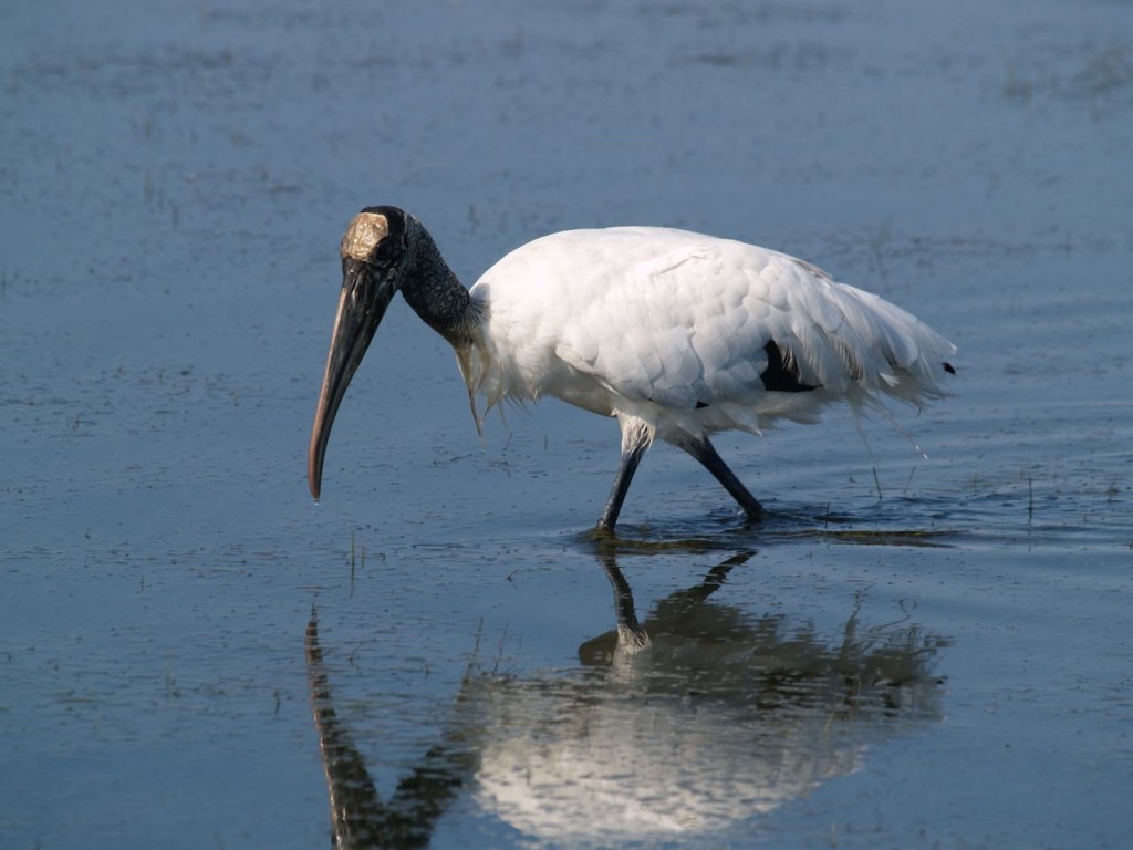 Wood Stork, Ft. De Soto, St. Petersburg, Florida, USA, June 29, 2012