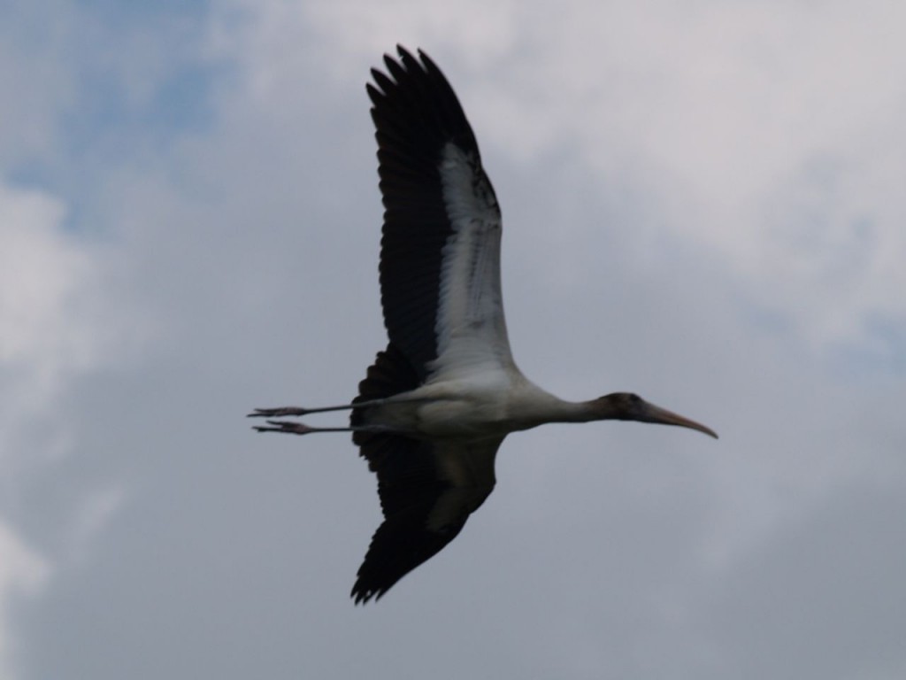 Wood Stork, Sunset Beach, North Carolina, USA, July 18, 2009