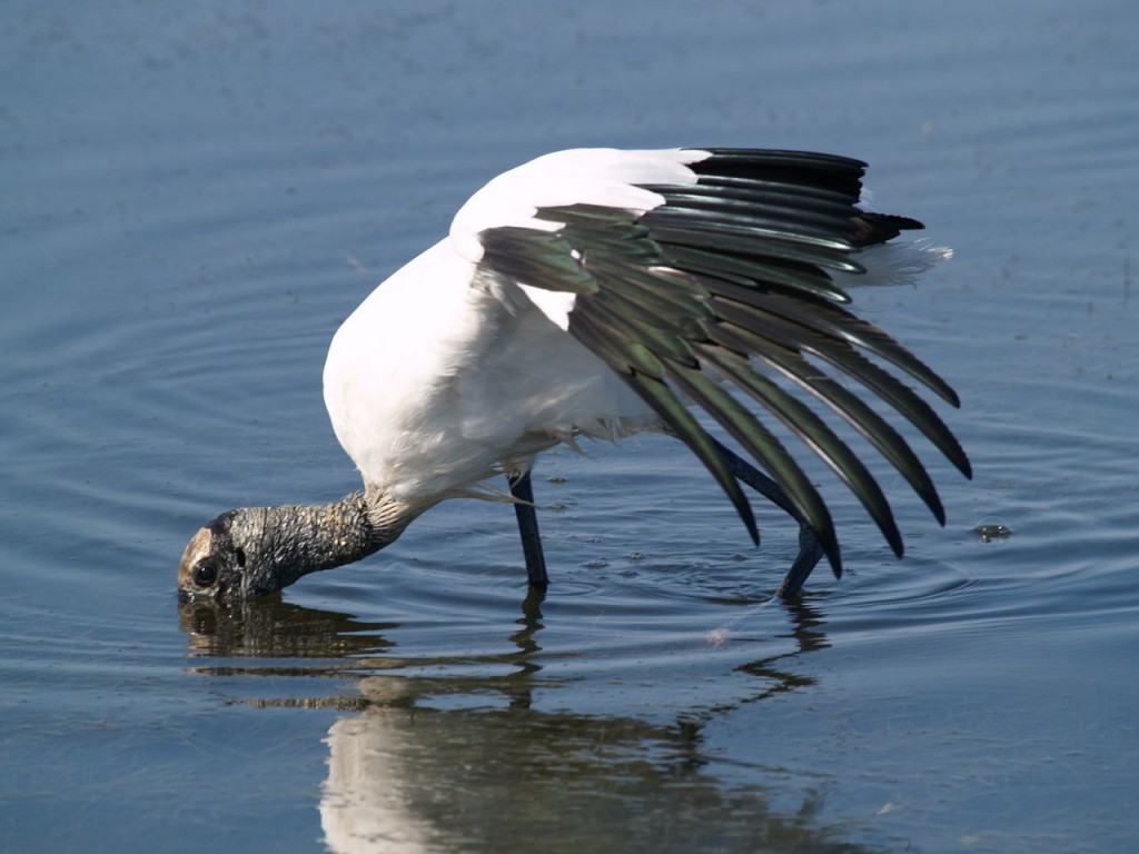 Wood Stork, Ft. De Soto, St. Petersburg, Florida, USA, June 29, 2012