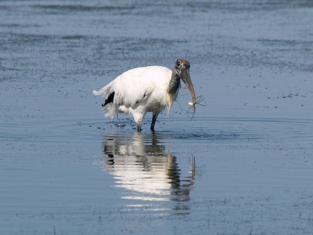 Wood Stork, Ft. De Soto, St. Petersburg, Florida, USA, June 29, 2012