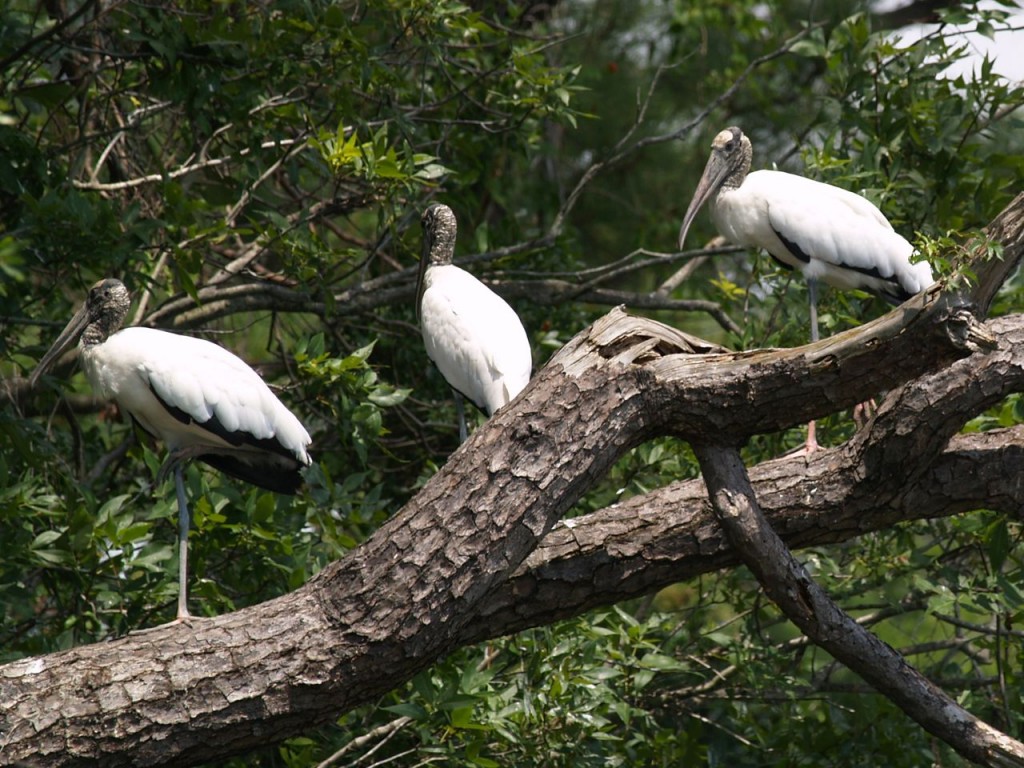 Wood Stork, Sunset Beach, North Carolina, USA, July 18, 2009