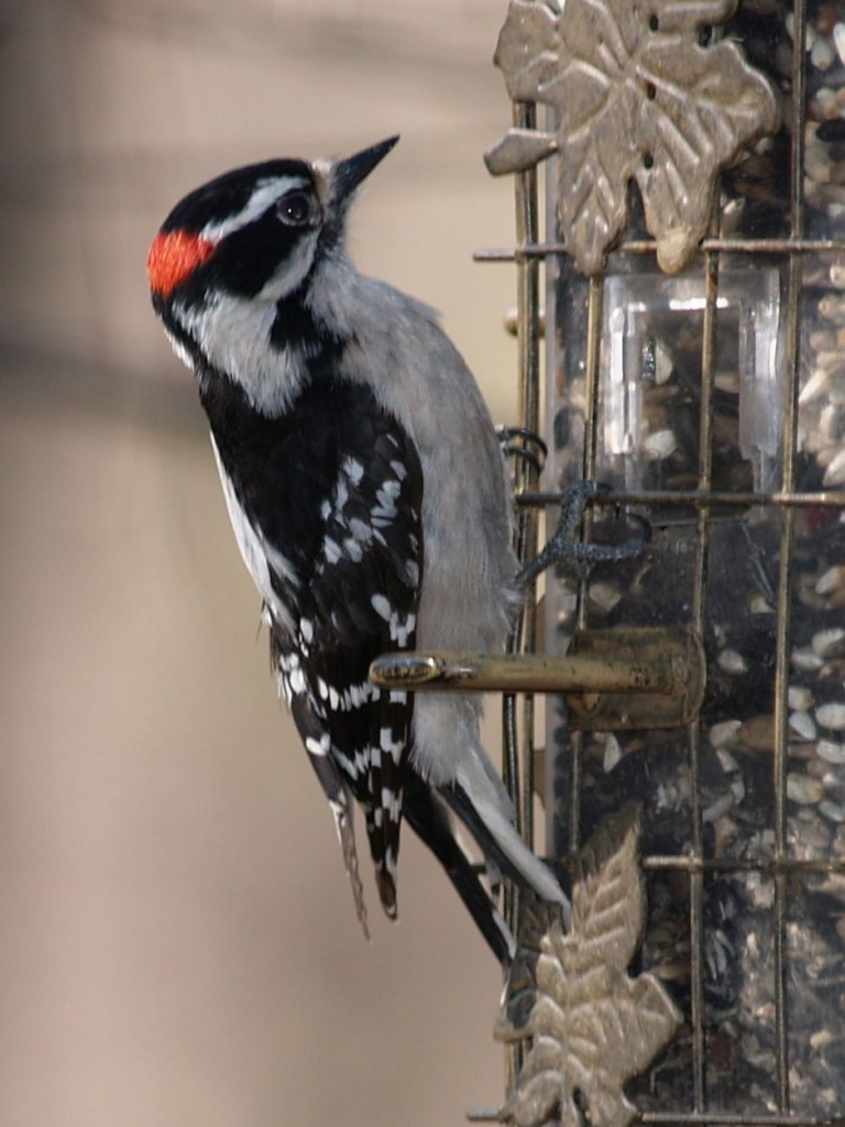 Downy Woodpecker (male), Chapel Hill, North Carolina, USA, March 27, 2006