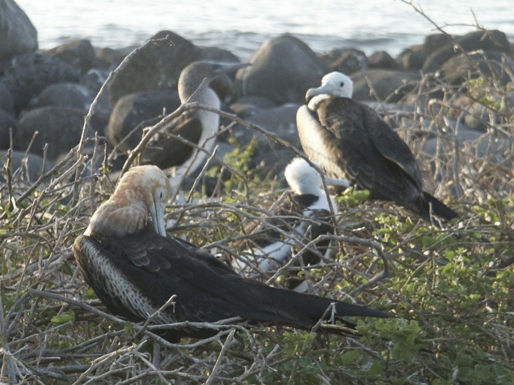 Great Frigatebird (juvenile), North Seymour Island, Galapagos, Ecuador, January 4, 2005