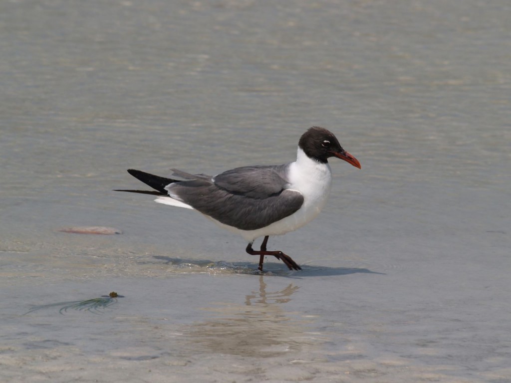 Laughing Gull, Ft. De Soto, St. Petersburg, Florida, USA, June 29, 2012