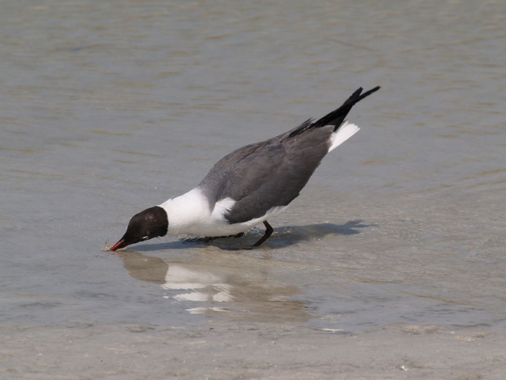 Laughing Gull, Ft. De Soto, St. Petersburg, Florida, USA, June 29, 2012