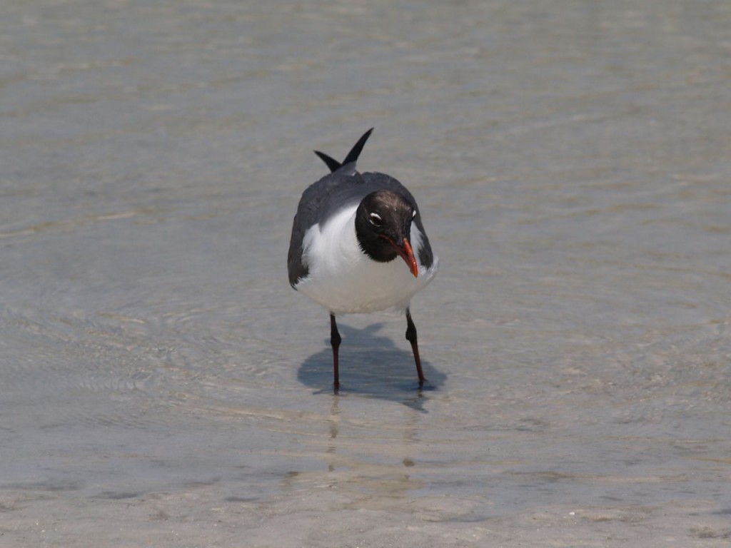 Laughing Gull, Ft. De Soto, St. Petersburg, Florida, USA, June 29, 2012