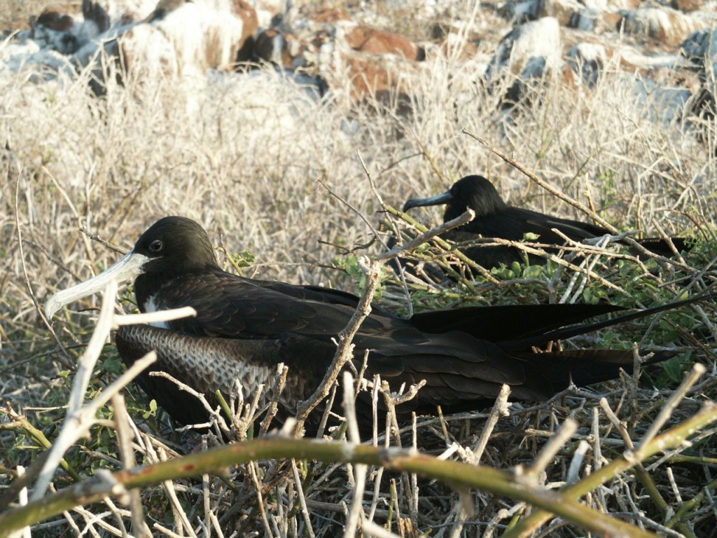 Magnificent Frigatebird (female and male), North Seymour Island, Galapagos, Ecuador, January 4, 2005