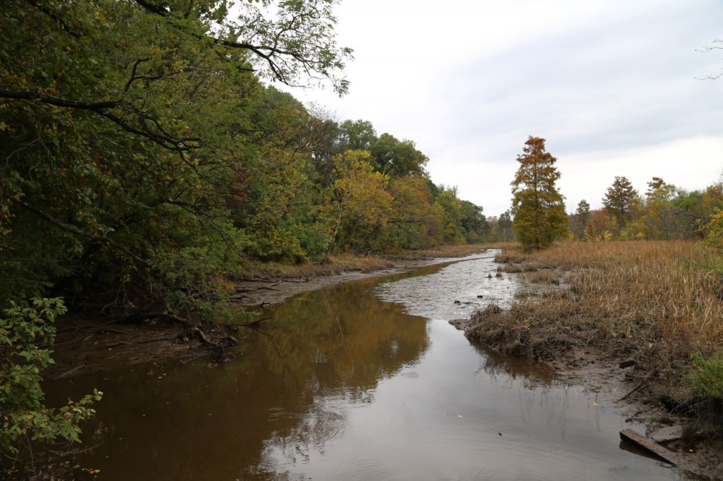 Marsh area