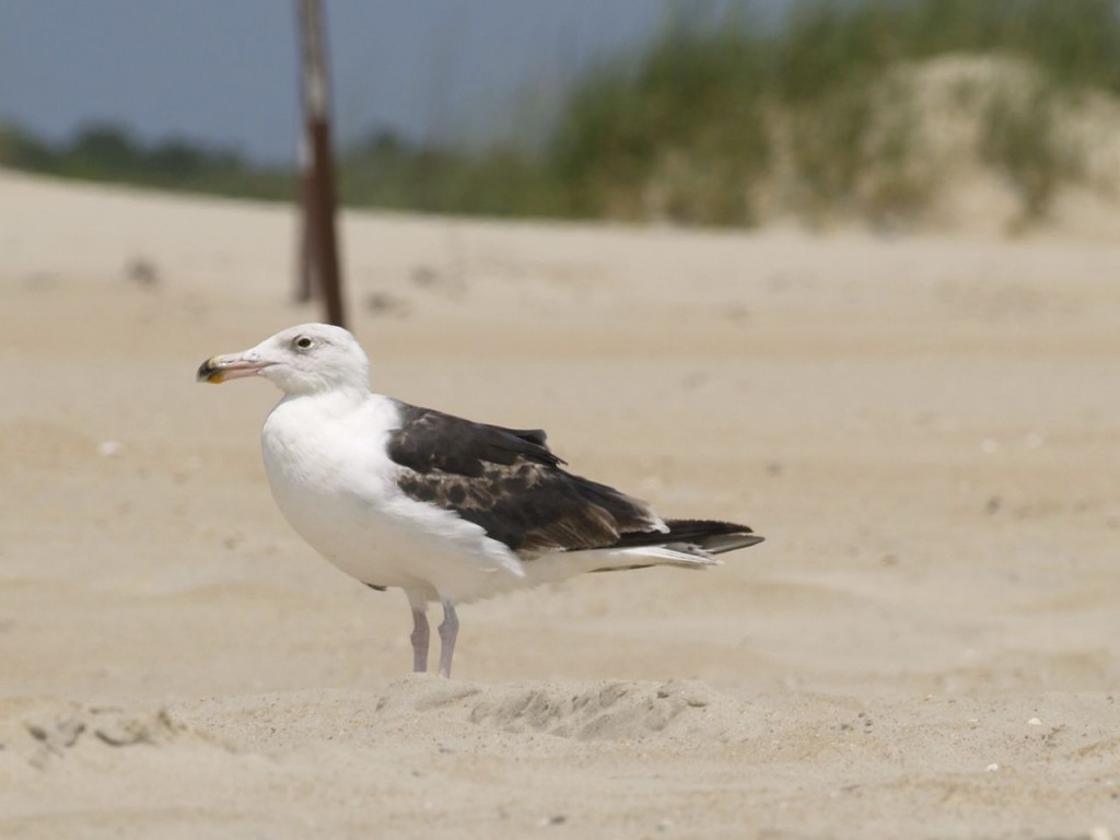 Cape Hatteras, North Carolina, June 27, 2008