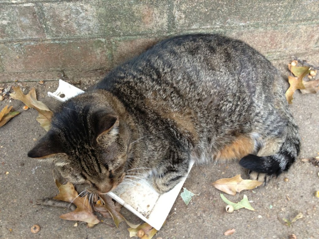 Puck laying on top of a dustpan.