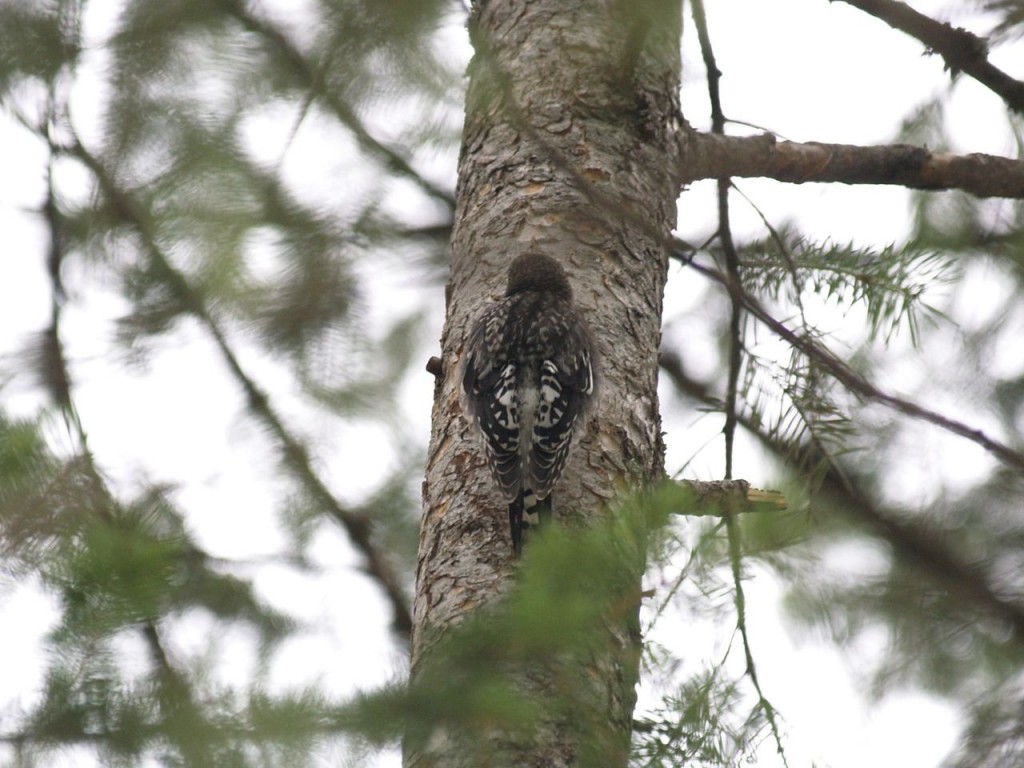 Red-naped Sapsucker (juvenile), Kootenai Falls, Troy, Montana, July 13, 2011