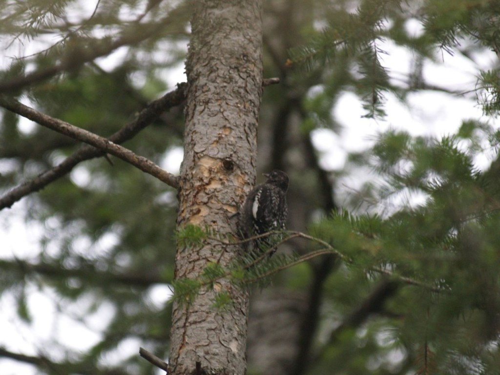 Red-naped Sapsucker (juvenile), Kootenai Falls, Troy, Montana, July 13, 2011