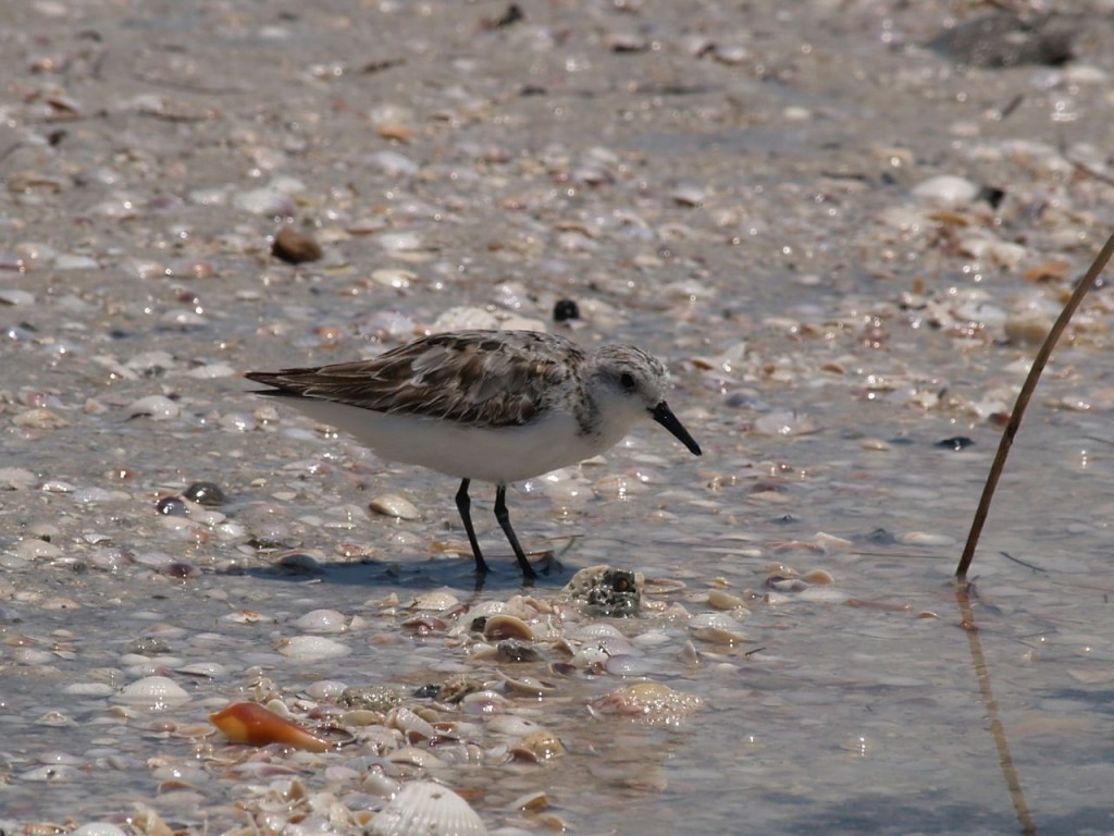 Semipalmated Sandpiper, Caladesi Island State Park, Dunedin, Florida, USA, June 30, 2012