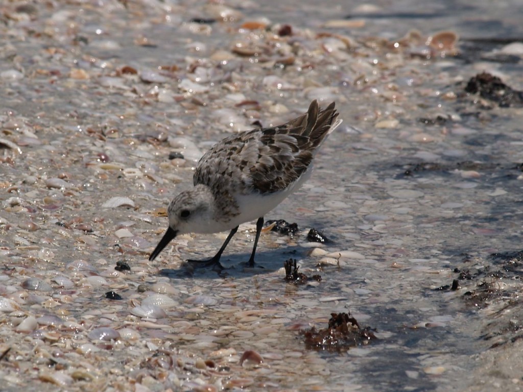 Semipalmated Sandpiper, Caladesi Island State Park, Dunedin, Florida, USA, June 30, 2012