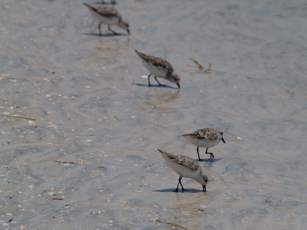 Semipalmated Sandpiper, Caladesi Island State Park, Dunedin, Florida, USA, June 30, 2012