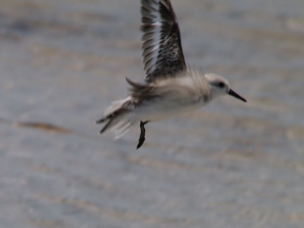 Semipalmated Sandpiper, Caladesi Island State Park, Dunedin, Florida, USA, June 30, 2012