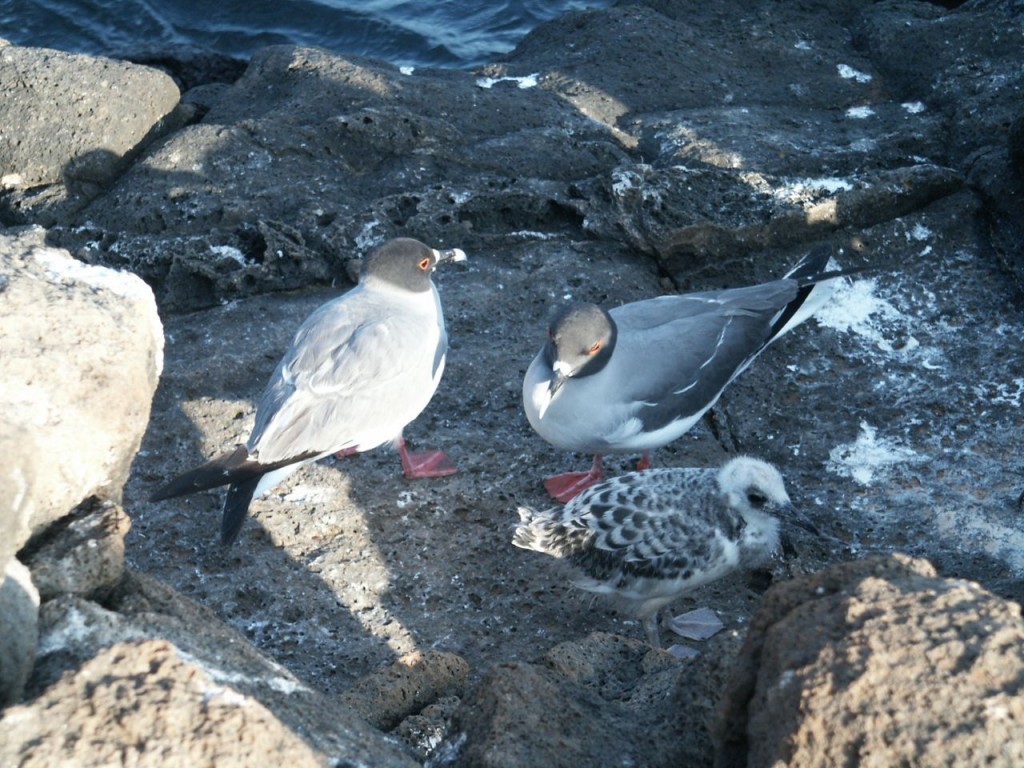 Swallow tail gull, North Seymour Island, Galapagos, Ecuador, January 4, 2005